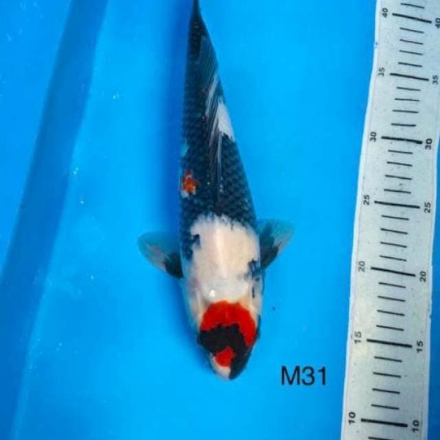 Tancho showa 31cm