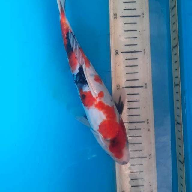 Showa doit 27cm