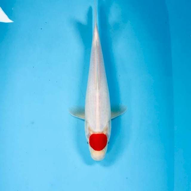 Tancho Kohaku, 28 cm
