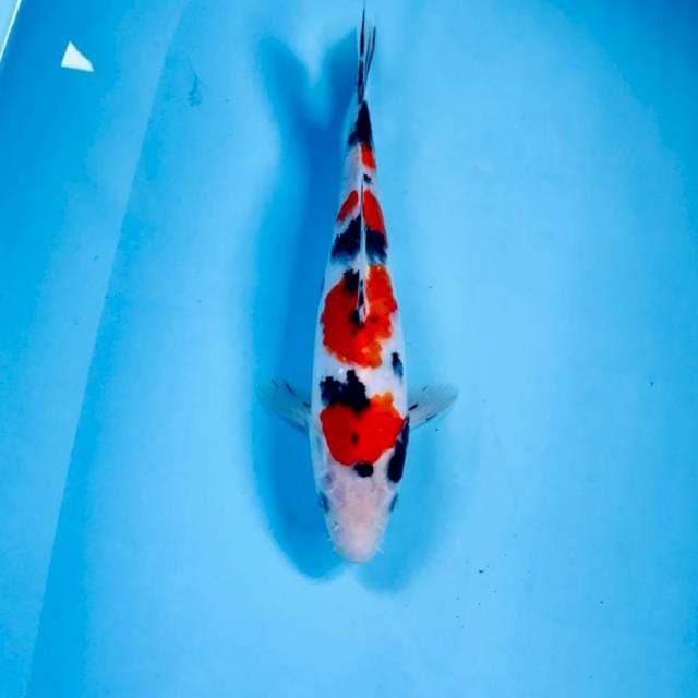 Sanke, 25 cm