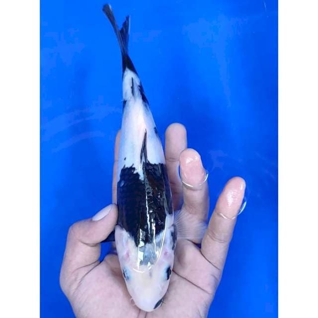 24 cm # SHIRO