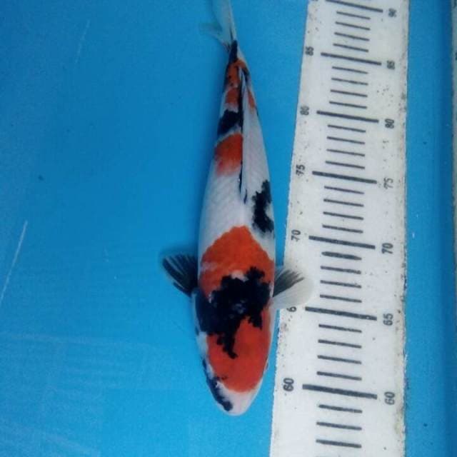 Showa 29cm