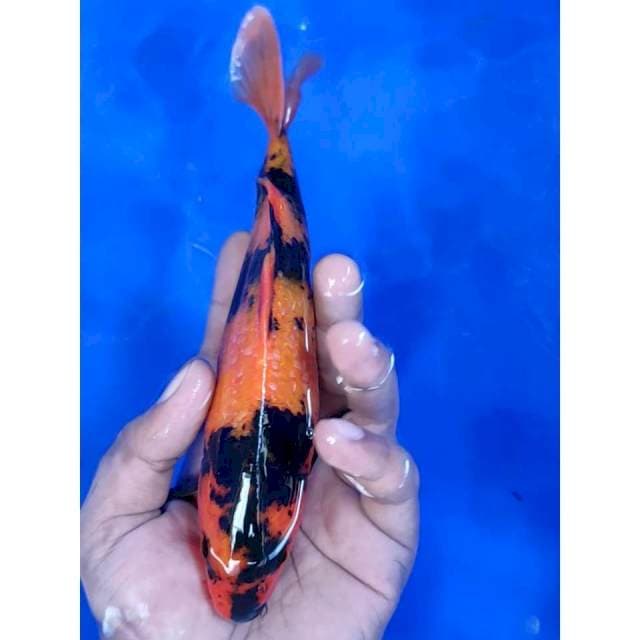 21 cm # UTSURI TEMBUS