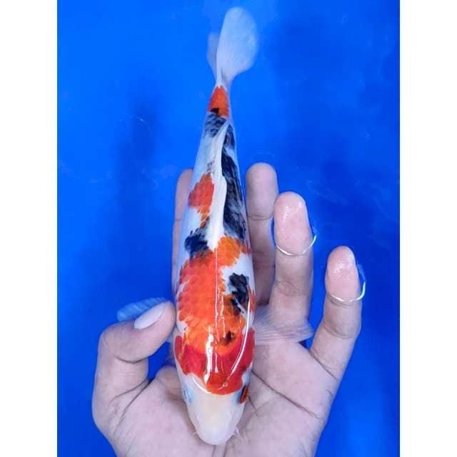 22 cm # SHOWA