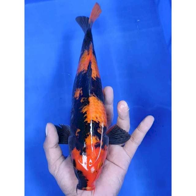 30 cm # UTSURI