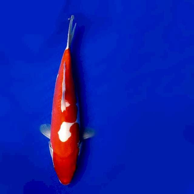 Kohaku doit
