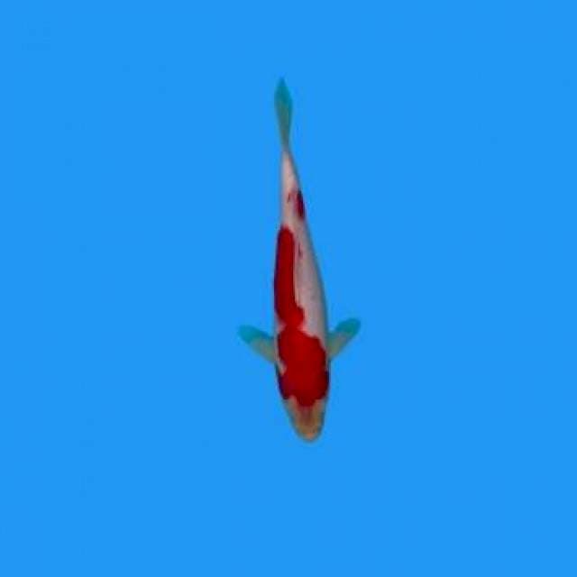 Kohaku 20