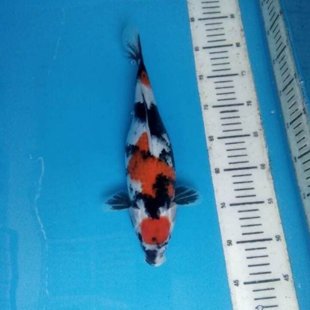 Showa 33cm