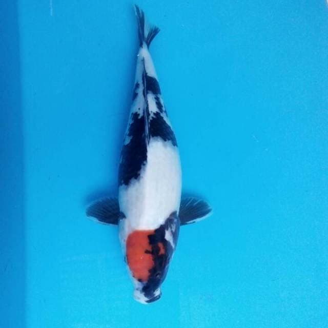 Thanco showa 32cm