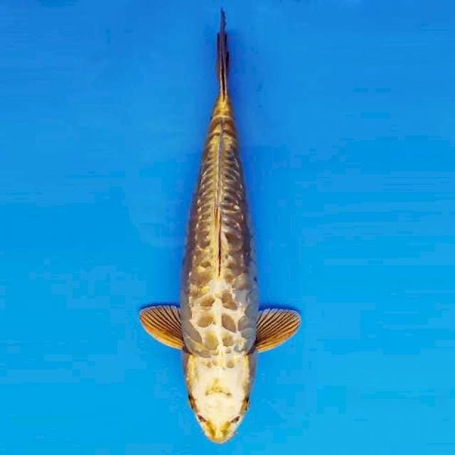GEIZHA 14 ~ KAWARIMONO NAGA ™