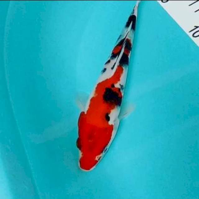Sanke 22 cm