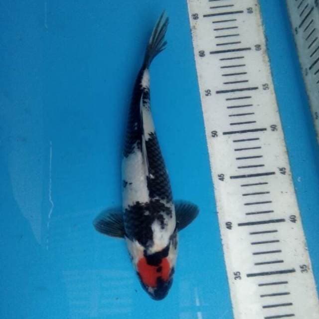 Thanco showa 29cm