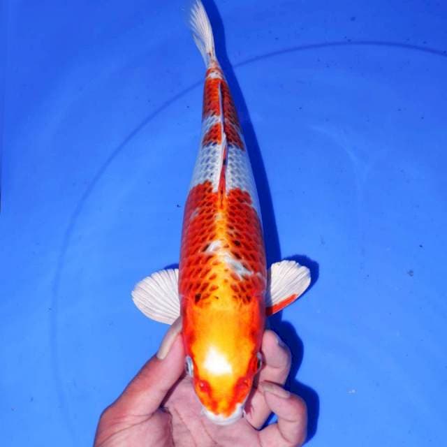 32cm KOJAKU