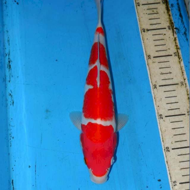 30cm KOHAKU