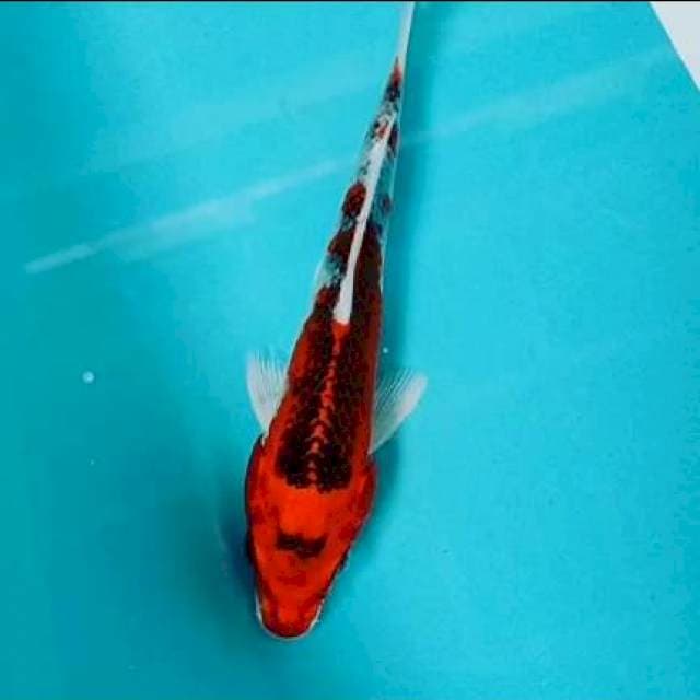 Kujaku 19 cm