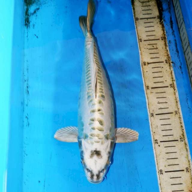 35cm MUKASI DOITSU