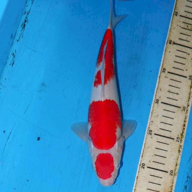 KOHAKU