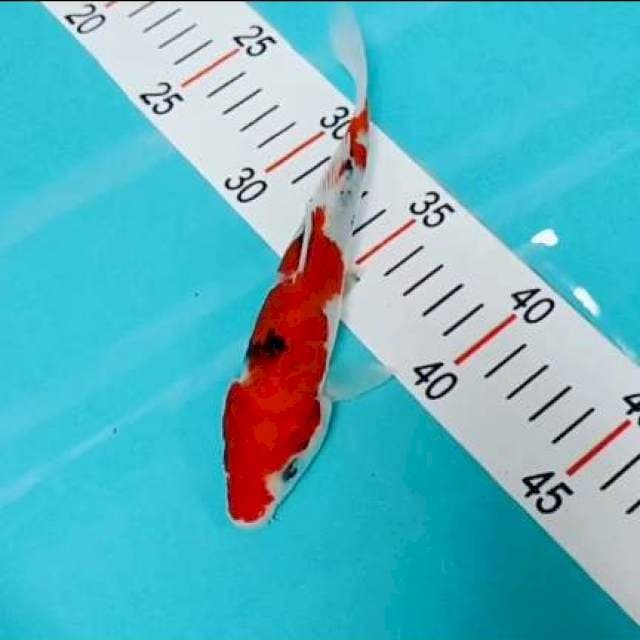 Sanke 20 cm