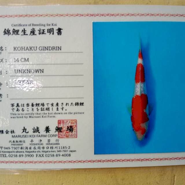 Kohaku Ginrin SQ 21cm