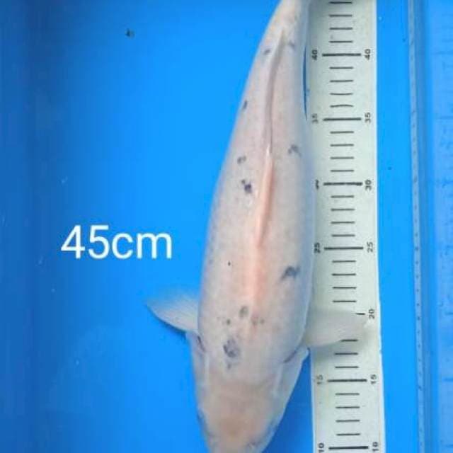 Tategoi shiro 45cm