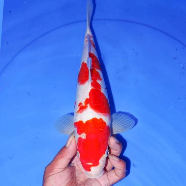 MIKOMI KOHAKU 32cm