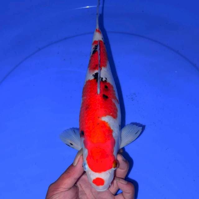 NAISUBODI SANKE 34cm