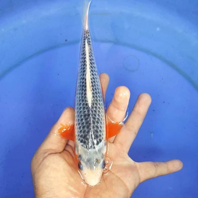 ASAGI MANTAB TEMBUA