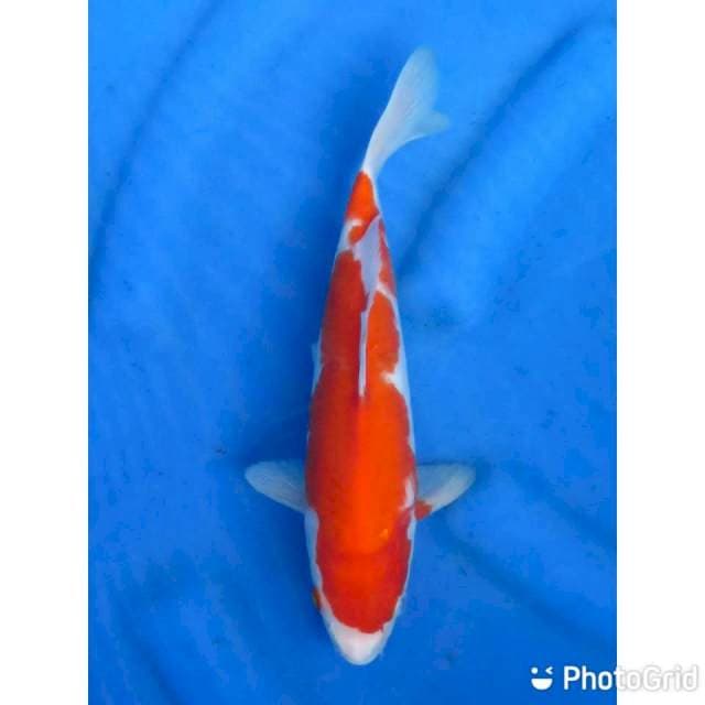 26cm - Kohaku Calon merah
