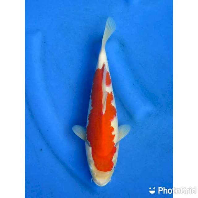 28cm - F1 Kohaku