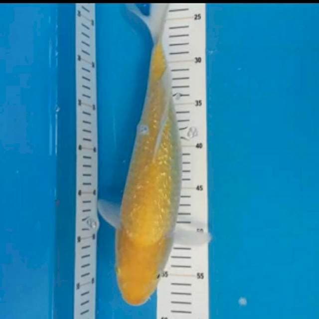 Karasi ginrin 35cm