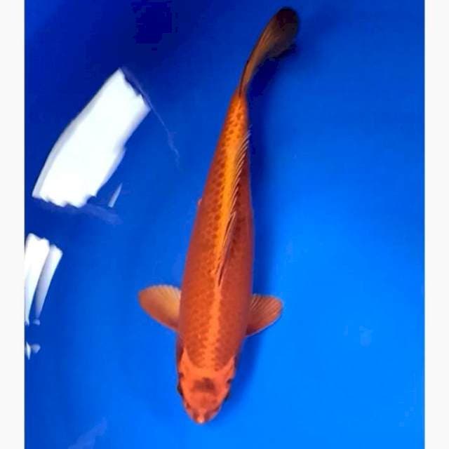Chagoi merah