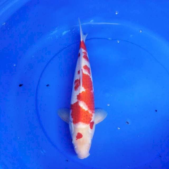 Kohaku juu