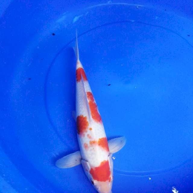 Kohaku kaa
