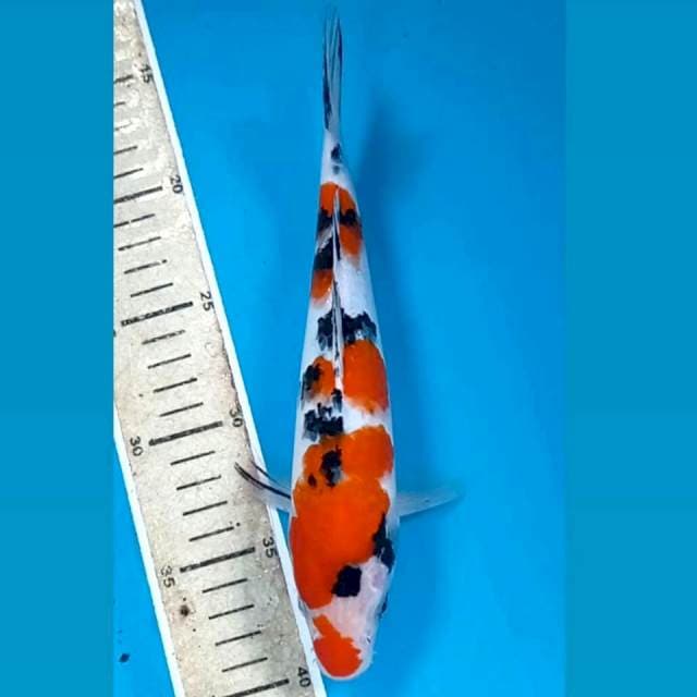 Sanke, 24 cm