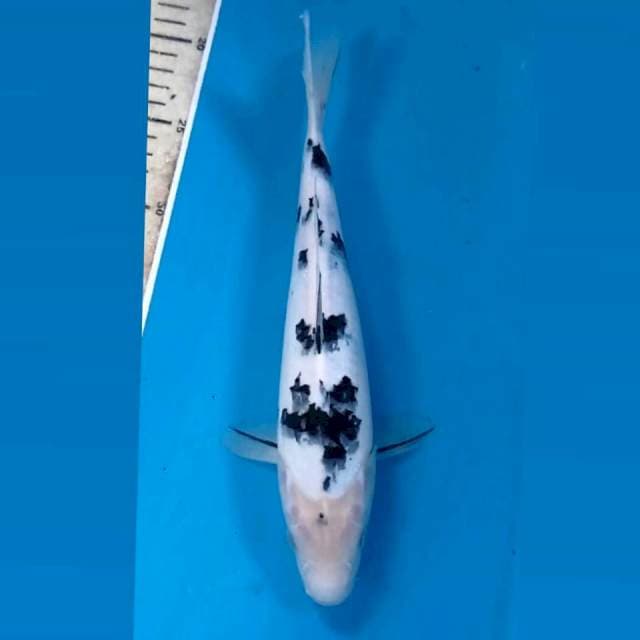 Bekko, 28 cm