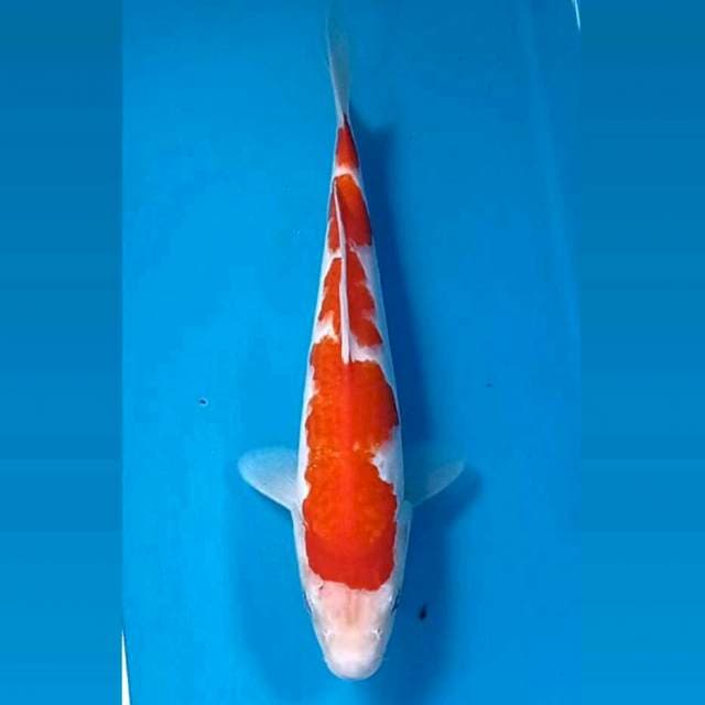 Kohaku, 26 cm
