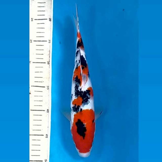 Sanke, 30 cm