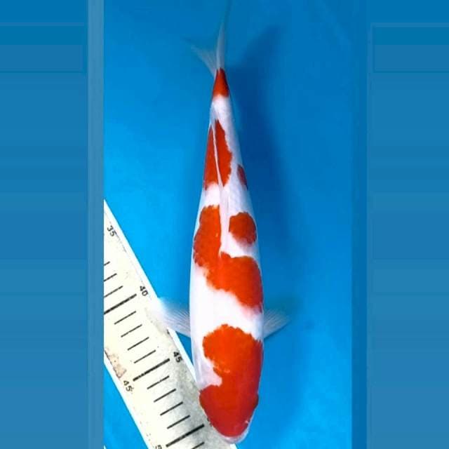 Kohaku, 29 cm