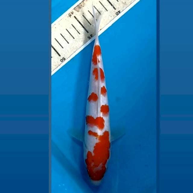 Kohaku, 22 cm