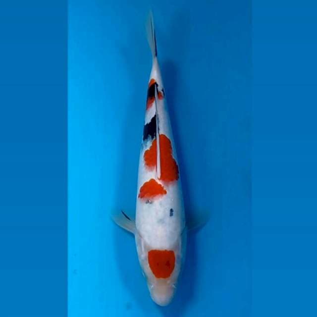 Sanke, 27 cm