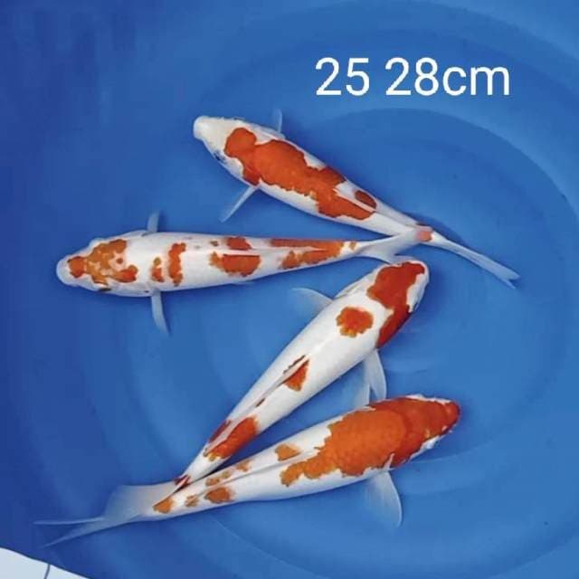 Paket merah putih 25 28cm