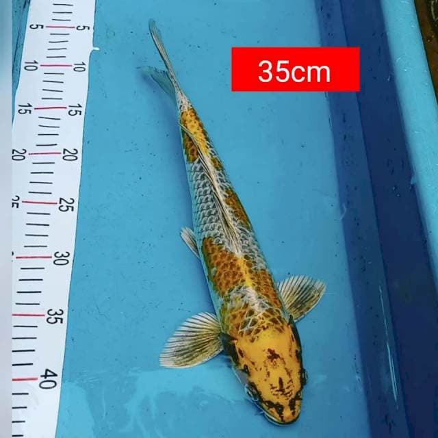 Gingga 35cm