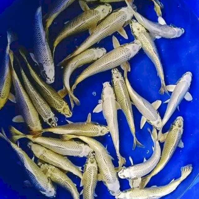 MUKASI gold 25-30cm 28ekor