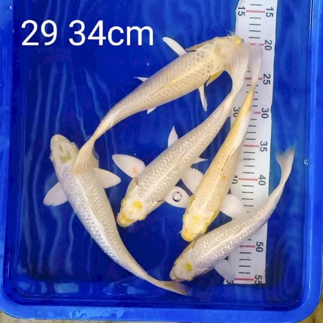 Polosan yamabuki 29 34cm
