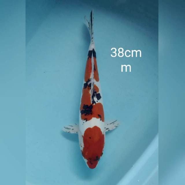 Original Sanke doitsu 38cm