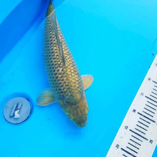 Ginrin Chagoi 45bu