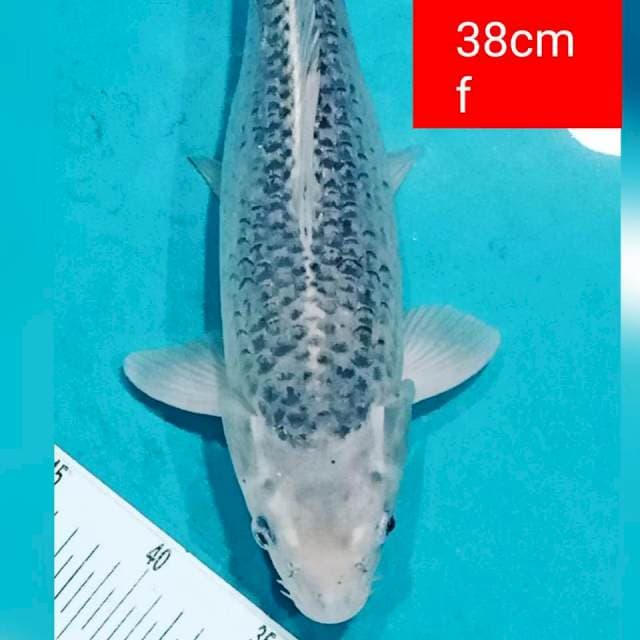 Jumbo Gin matsuba punuk 38cm