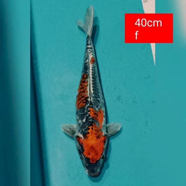 Jumbo antik 40cm