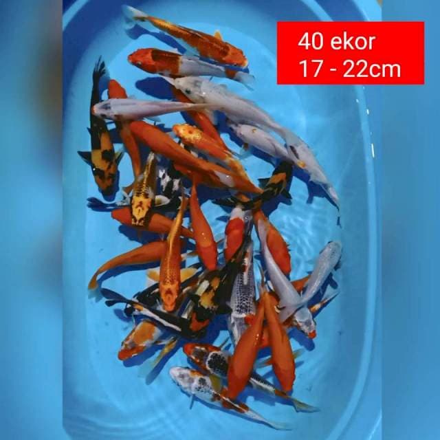 SINGKAT - Paket mix 40 ekor 17-22cm
