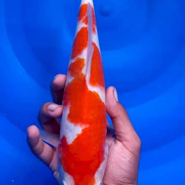 Kohaku, 30cm female